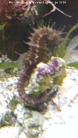 Pez Caballito de mar - Hippocampus hippocampus. Santa Pola