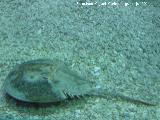 Cangrejo herradura - Limulus polyphemus. Valencia