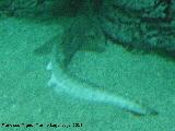 Pez Tiburn gato - Scyliorhinidae sp. Valencia