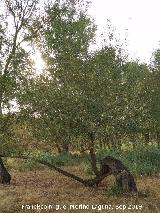 Labirnago - Phillyrea angustifolia. Ro Guadalquivir - Villacarrillo