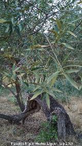 Labirnago - Phillyrea angustifolia. Ro Guadalquivir - Villacarrillo