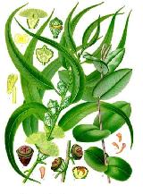 Eucalipto - Eucalyptus globulus. 