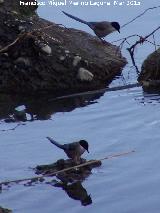 Pjaro Rabilargo - Cyanopica cyanus. Villanueva de la Reina