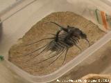 Trilobites Otarion - Otarion sp. Marruecos