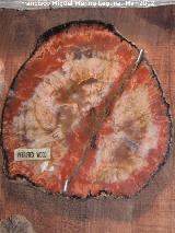 rbol Dadoxylon - Dadoxylon sp. Coleccin de Manuel Caada Blasco. Torredonjimeno