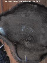 rbol Dadoxylon - Dadoxylon sp. Coleccin de Manuel Caada Blasco. Torredonjimeno