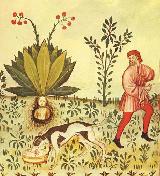 Wikipedia Mandrágora - Mandragora autumnalis. Wikipedia