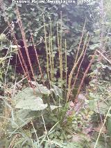 Río Frío - Los Villares Llantén mayor - Plantago major. Río Frío - Los Villares