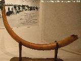 Mamut - Mammuthus sp. Colmillo