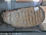 Mamut - Mammuthus sp. Muela