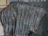 Mamut - Mammuthus sp. Muela