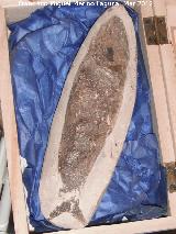 Pez Racolepis - Rhacolepis sp. Brasil