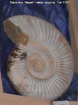 Ammonites Cleoniceras - Cleoniceras sp. Mahajanja - Madagascar