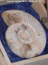 Ammonites Cleoniceras - Cleoniceras sp. Madagascar