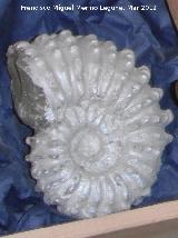 Ammonites Jouaniceras - Jouaniceras sp. Madagascar