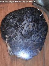 rbol Medullosa - Medullosa sp. Coleccin de Manuel Caada Blasco. Torredonjimeno