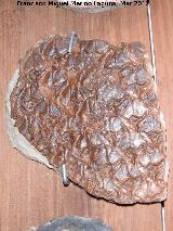 rbol Lepidondendron - Lepidondendron sp. Coleccin de Manuel Caada Blasco. Torredonjimeno