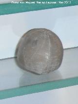 Erizo Studeria - Studeria sp. Coleccin de Manuel Caada Blasco. Torredonjimeno