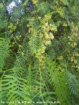 Lentisco del Per - Schinus molle. Hojas y flores. Pegalajar