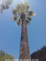 La Granja - Jaén Palmera Excelsa - Trachycarpus fortunei. La Granja - Jaén
