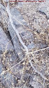 Camisa. Cerro del Poblado de Confederación - Baños de la Encina Culebra de escalera - Rhinechis scalaris. Camisa. Cerro del Poblado de Confederación - Baños de la Encina