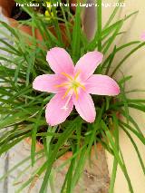 Hemerocalis - Hemerocallis sp. 