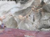 Mantis palo - Empusa pennata. Navas de San Juan