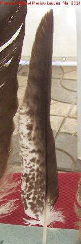 Pluma. Navas de San Juan Pájaro Águila de Harris - Parabuteo unicinctus. Pluma. Navas de San Juan