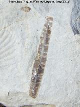 Planta Annularia - Annularia sp. El Chorro - Quesada