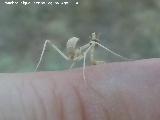 Mantis enana europea - Ameles spallanziana. La Osera - Villacarrillo