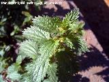 Ortiga menor - Urtica urens. Los Villares