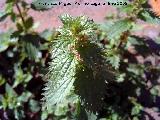 Ortiga menor - Urtica urens. Los Villares