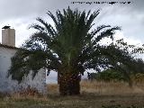 Palmera datilera - Phoenix dactylifera. Venta Nueva - Santa Elena
