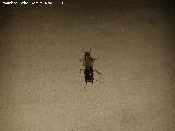 Grillo topo - Gryllotalpa gryllotalpa. Torreperogil