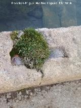 Pilar del Tejuelo. Grapa