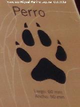Huella Perro - Canis lupus familiaris. Huella