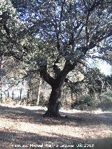 Cortijo de Torre Alver. Encina