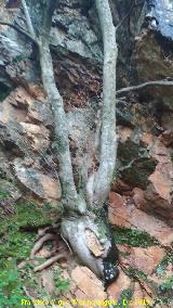 Almez - Celtis australis. Cascada de la Cimbarra - Aldeaquemada