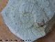 Ammonites Rasenia