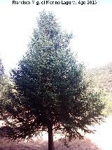 Prados Bajos - Campillo de Arenas Pinsapo - Abies pinsapo. Prados Bajos - Campillo de Arenas