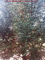 Prados Bajos - Campillo de Arenas Pinsapo - Abies pinsapo. Prados Bajos - Campillo de Arenas