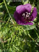 Giribaile - Vilches Amapola morada - Roemeria hybrida. Giribaile - Vilches