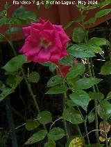 Casa de las Campanas - Córdoba Rosal - Rosa sp. Casa de las Campanas - Córdoba