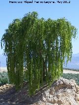 Baeza Sauce llorón - Salix babylonica. Baeza
