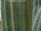 Benalmádena Cactus saguaro - Carnegiea gigantea. Benalmádena