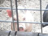 Zoo de Córdoba Cerdo - Sus scrofa domestica. Zoo de Córdoba
