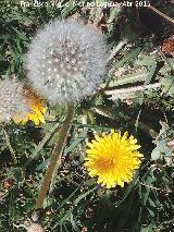 Cerro del Castillo - Santa Elena Diente de león - Taraxacum officinale. Cerro del Castillo - Santa Elena