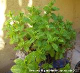 Los Villares Hierbabuena - Mentha spicata. Los Villares