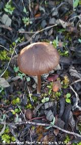 Paraje de la Cimbarra - Aldeaquemada Hongo de San Juan - Psilocybe semilanceata. Paraje de la Cimbarra - Aldeaquemada