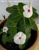 Los Villares Vinca - Vinca rosea. Los Villares